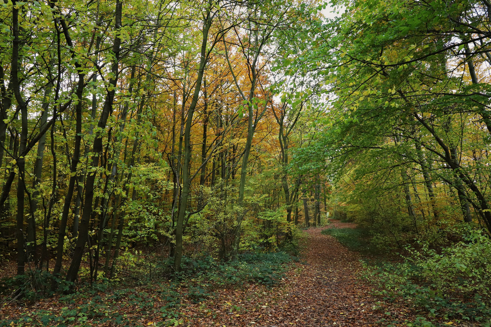 Wald auf der Halde Goltsteinkuppe (2019_11_13_7388_ji)