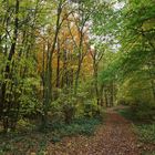 Wald auf der Halde Goltsteinkuppe (2019_11_13_7388_ji)