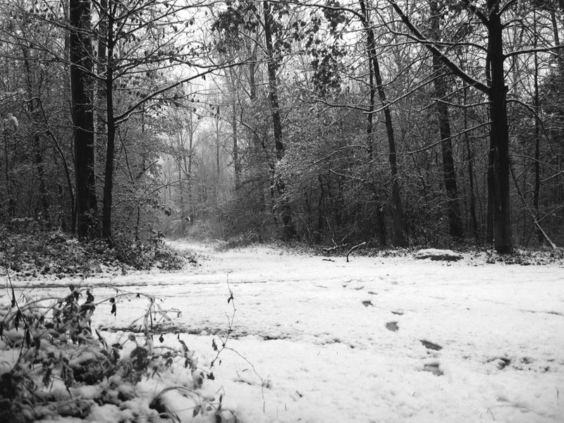 Wald auf der "Kippe" von Bergheim Oberaußem