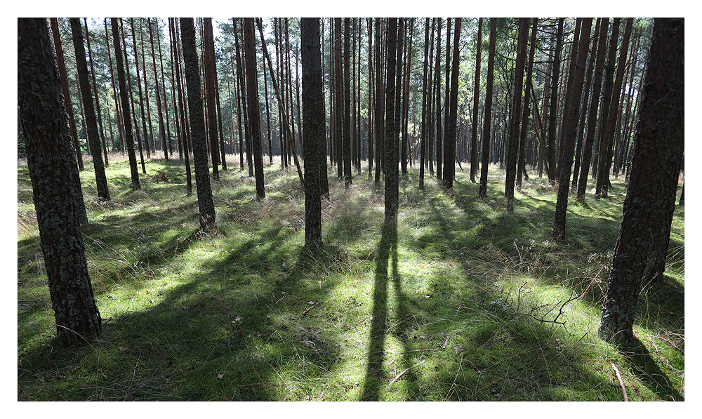 Wald auf Kurischer Nehrung