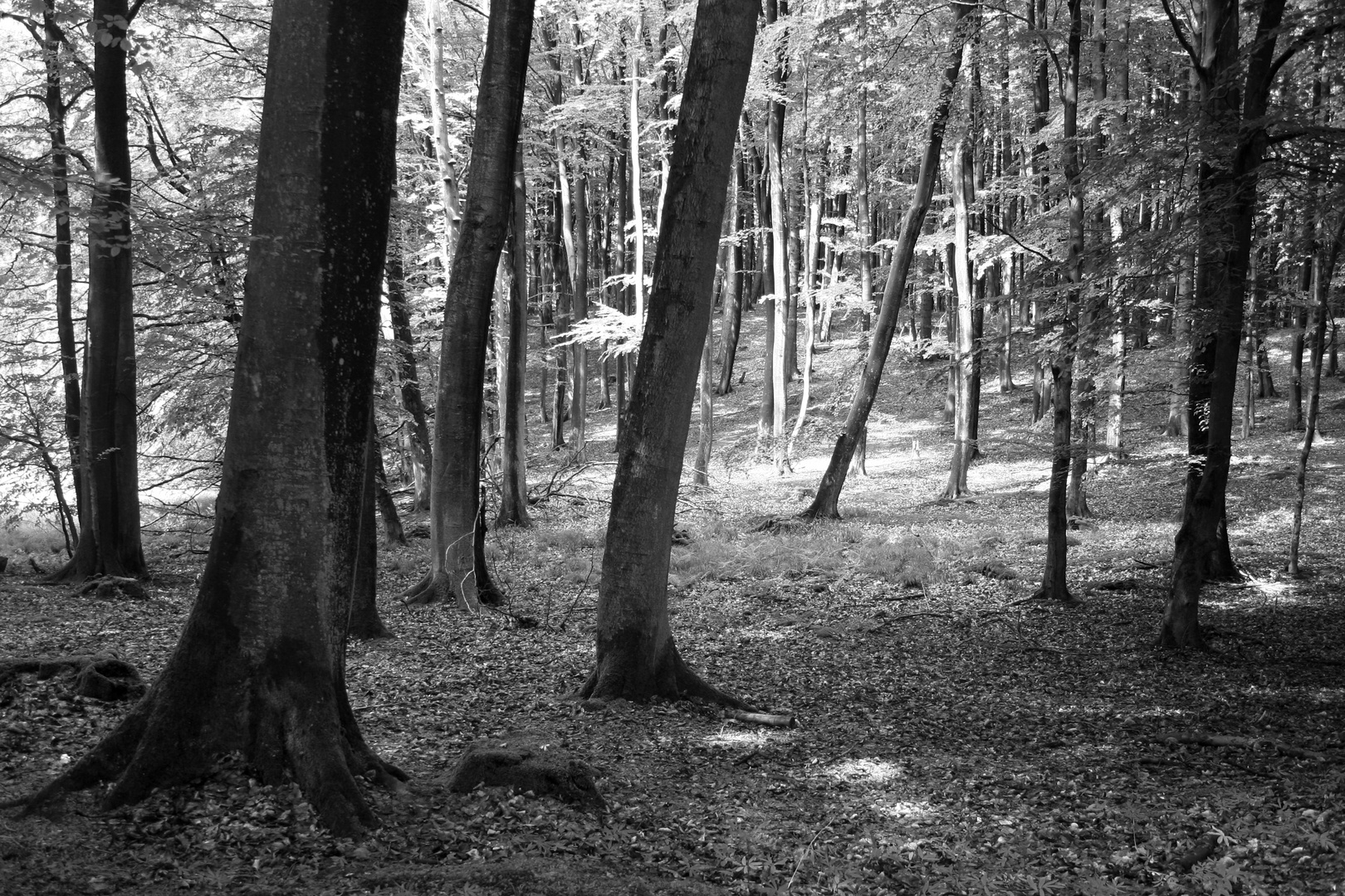 Wald auf Ruegen