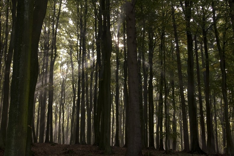 Wald auf Rügen