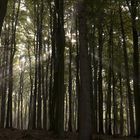 Wald auf Rügen