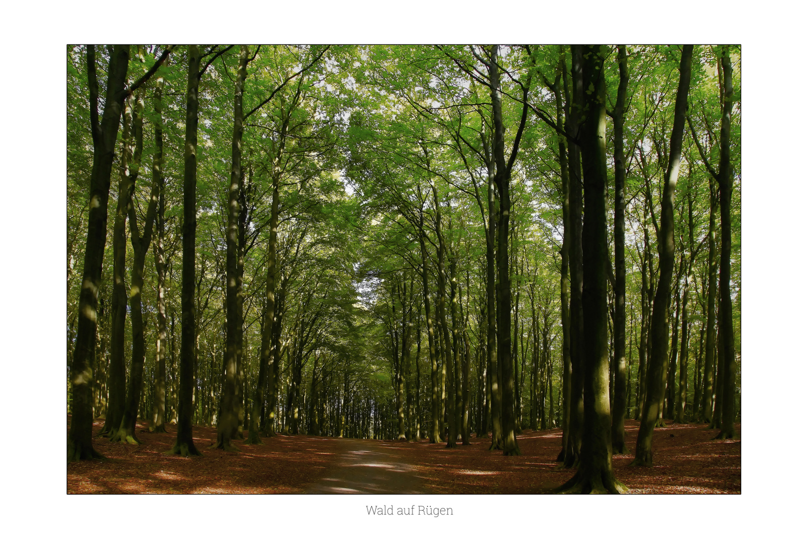 Wald auf Rügen