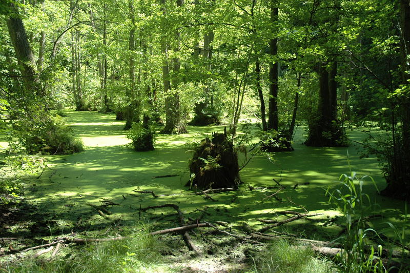 Wald auf Rügen