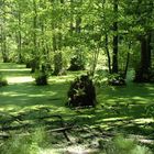 Wald auf Rügen