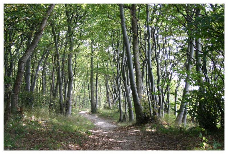 Wald auf Rügen