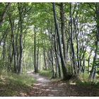 Wald auf Rügen