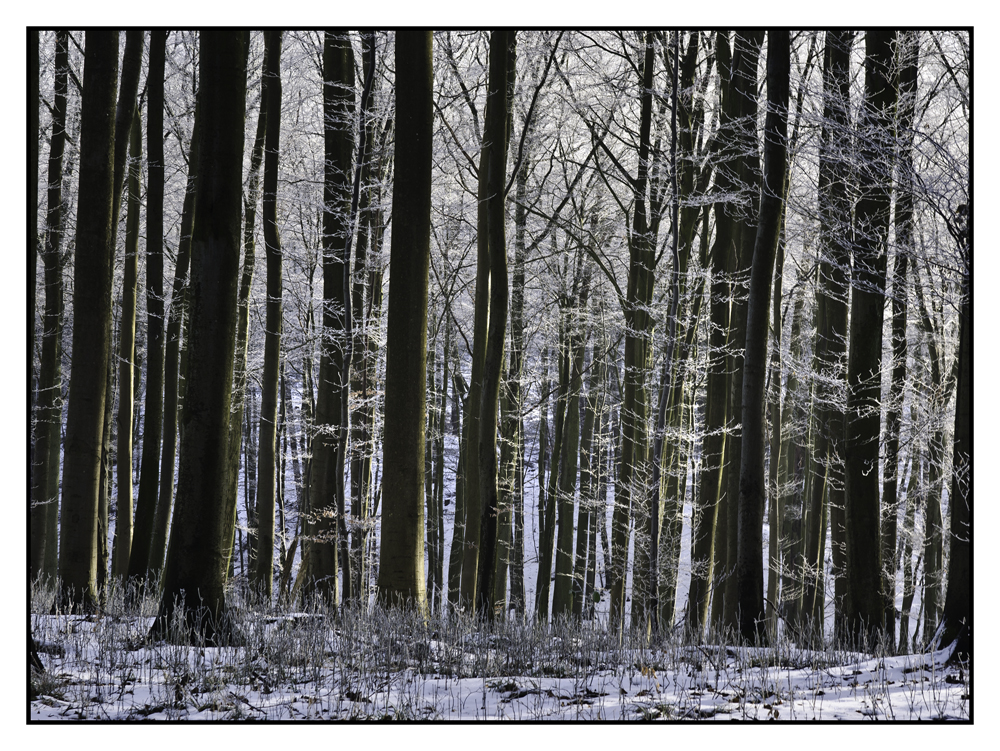 Wald auf Rügen II