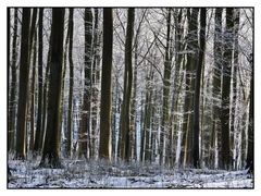 Wald auf Rügen II