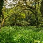 "Wald" - auf Sao Miguel, Azoren