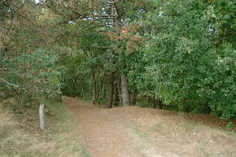 Wald auf Spiekeroog