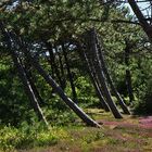 Wald auf Sylt