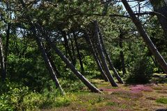 Wald auf Sylt