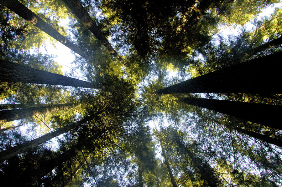 Wald auf Vancouver Island III