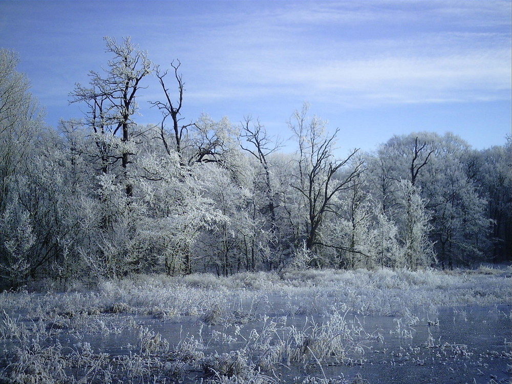 Wald aus Glas