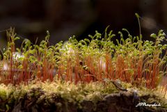 Wald aus Moos