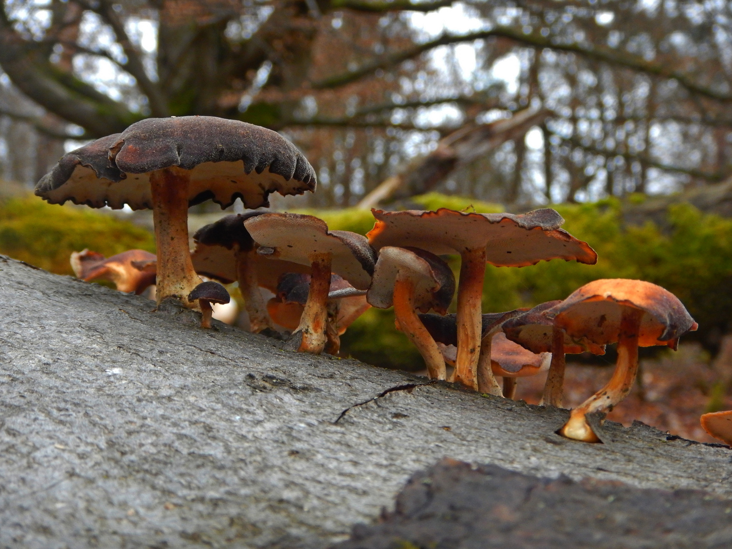 Wald aus Pilzen