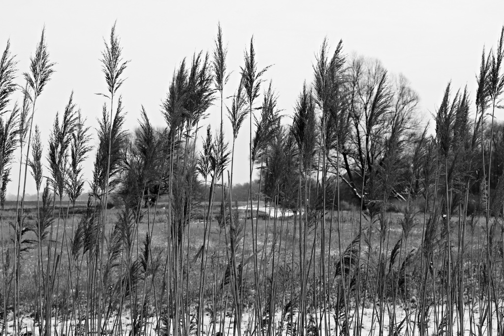 Wald aus Schilfen