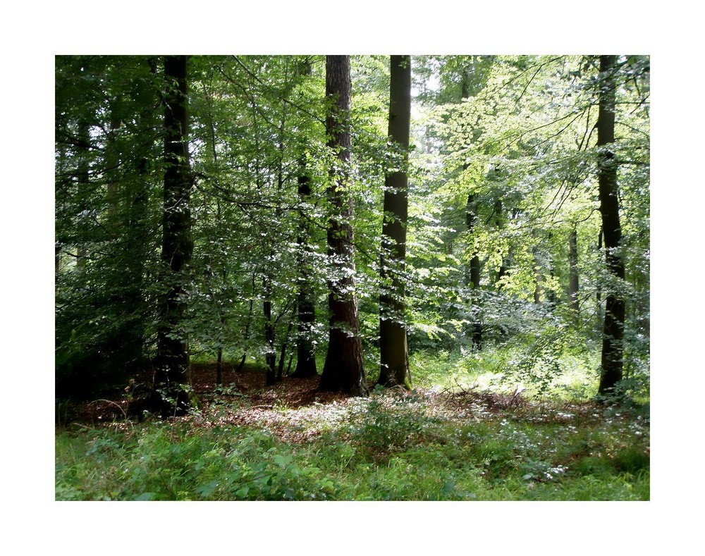 Wald