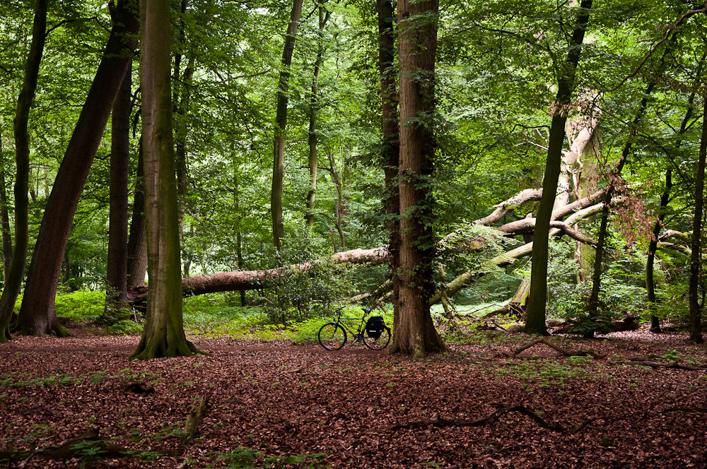 Wald von Chr. Lindemann 