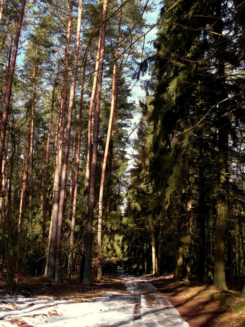 Wald bei Anklam