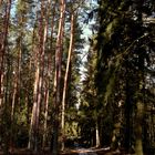 Wald bei Anklam