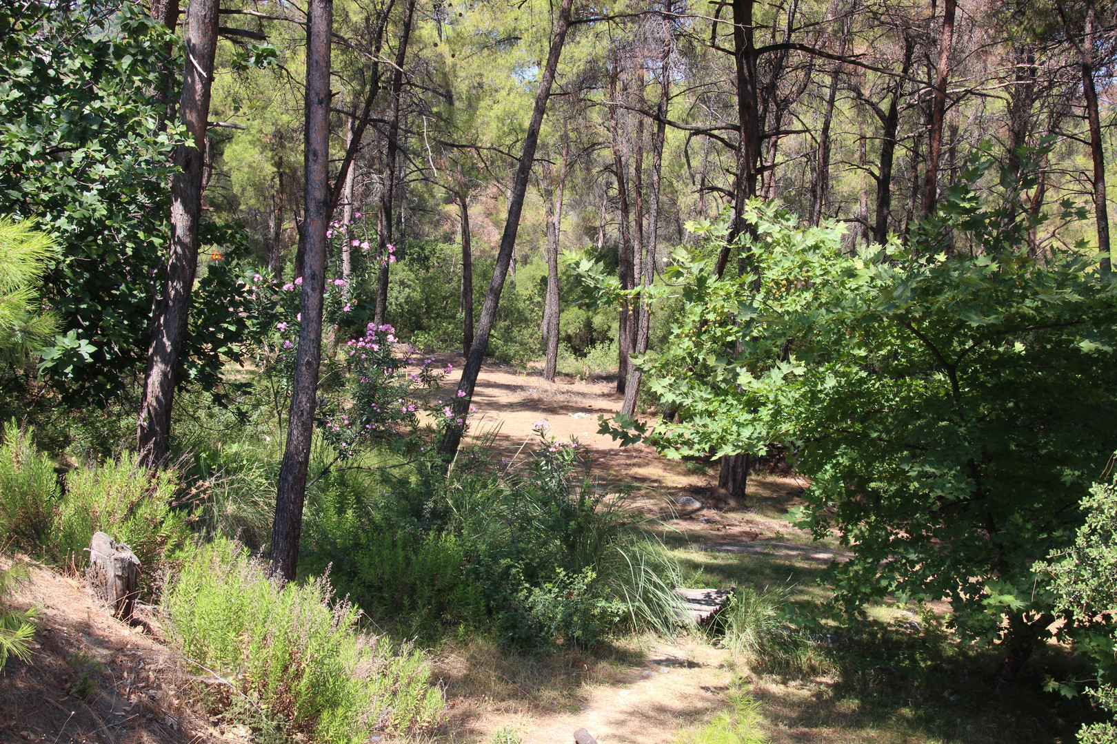 Wald bei Archipolis auf Rhodos