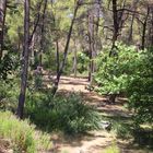 Wald bei Archipolis auf Rhodos