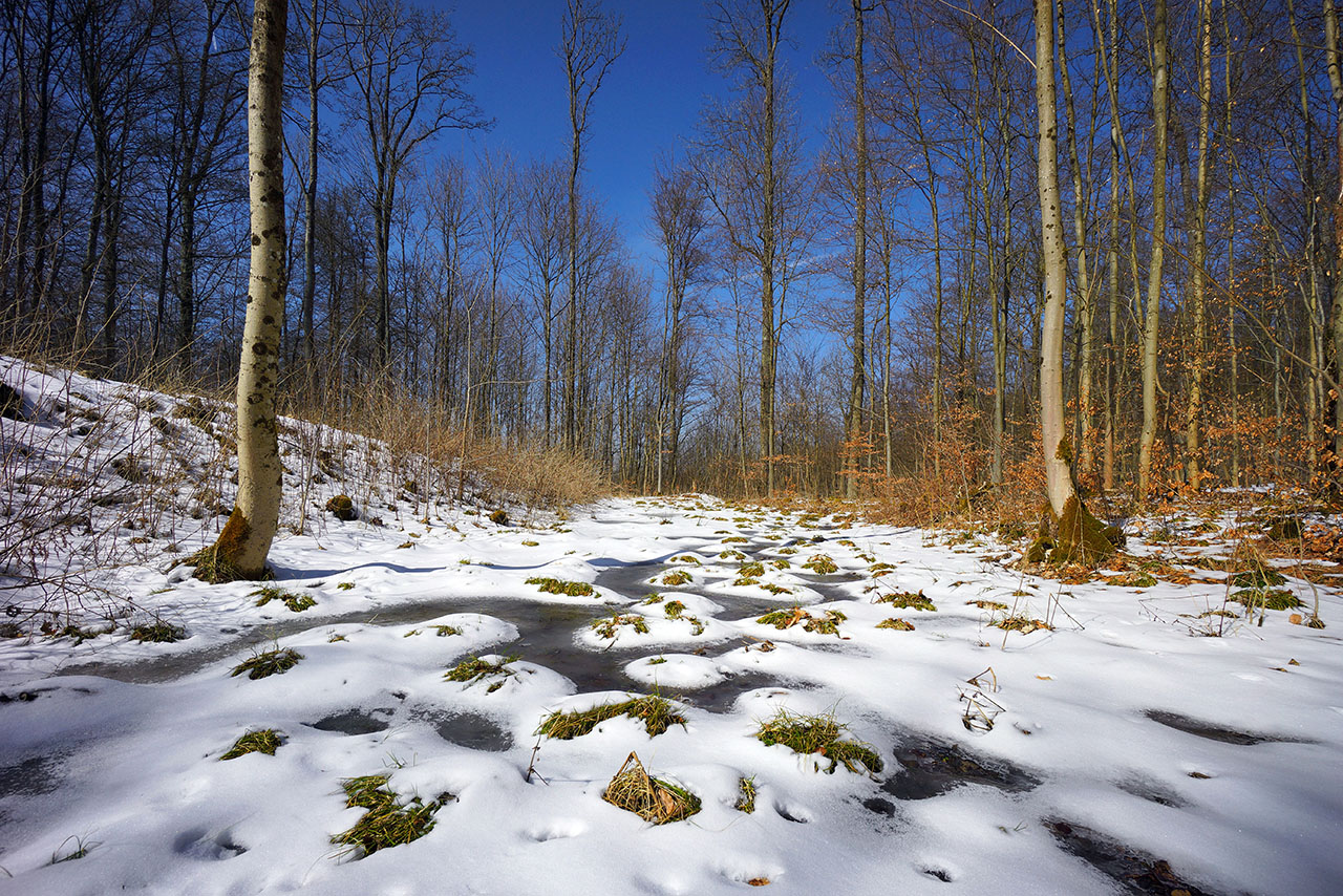 Wald bei Auersburg