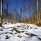 Wald bei Auersburg