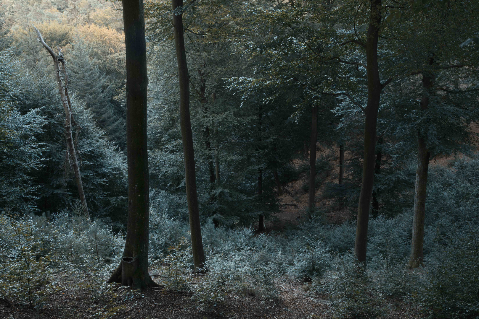 Wald bei Bad Bergzabern