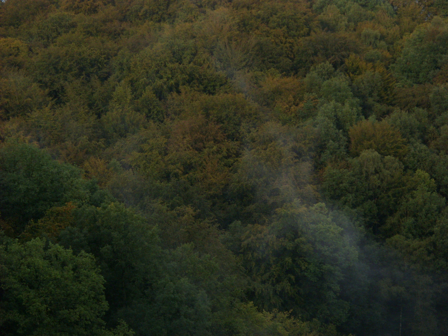 Wald bei Bensberg nach Regenschauern Anfang Sept. 2011