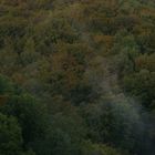 Wald bei Bensberg nach Regenschauern Anfang Sept. 2011