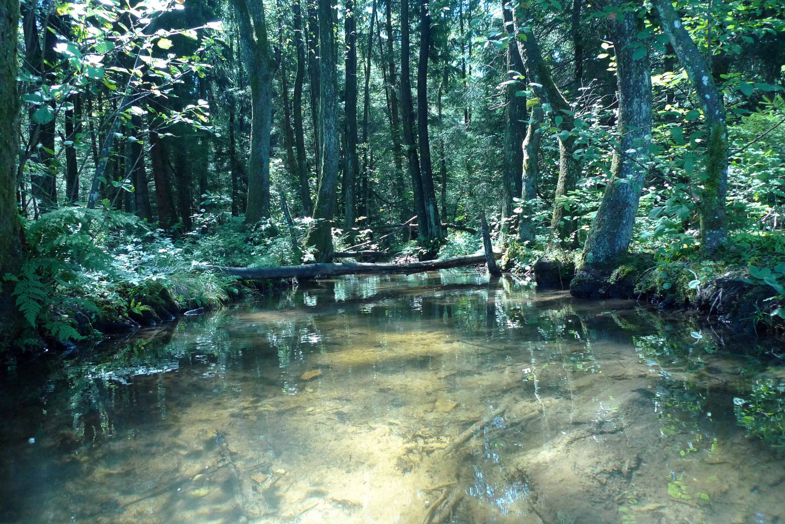 Wald bei Bernau/Chiemsee