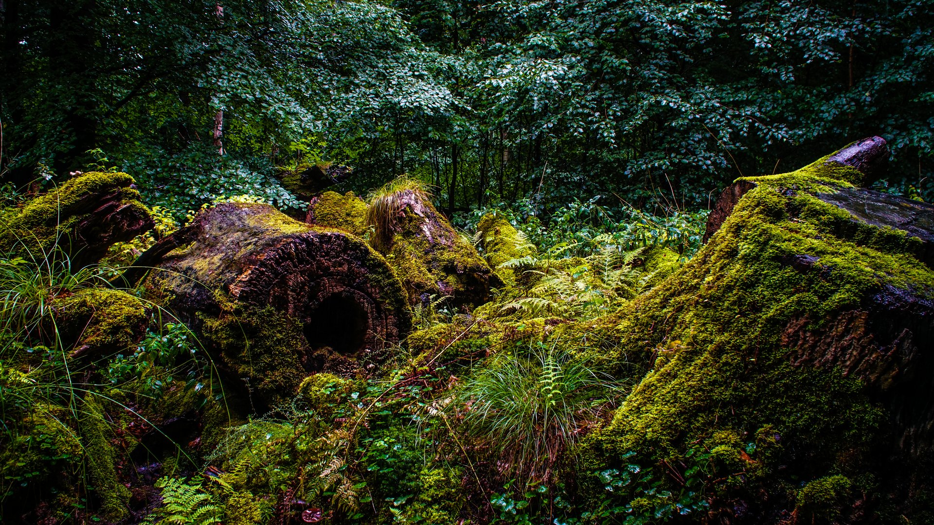 Wald bei Bockholm