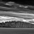 Wald bei Boek im Müritz Nationalpark....