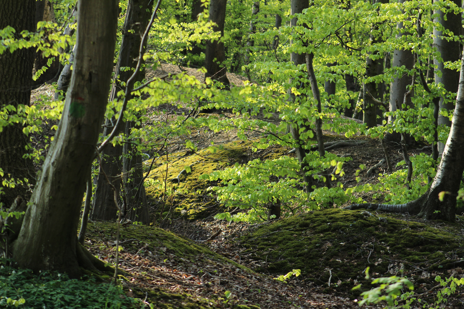 Wald bei Buescherheide