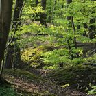 Wald bei Buescherheide