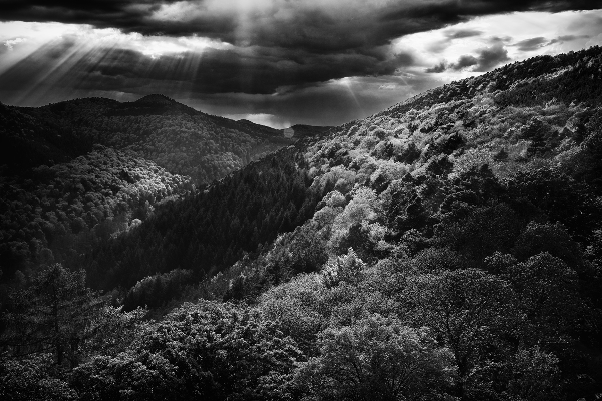 Wald bei Burg Landeck