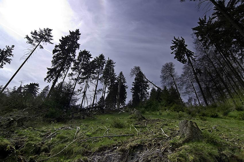 Wald bei der Gauseköte