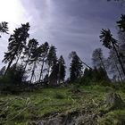 Wald bei der Gauseköte