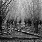 Wald bei Erfelden - Kühkopf I