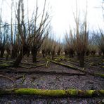 Wald bei Erfelden - Kühlkopf IV