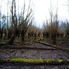 Wald bei Erfelden - Kühlkopf IV