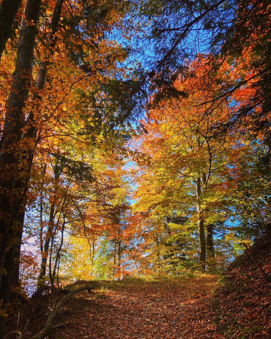 Wald bei Escholzmatt