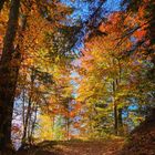 Wald bei Escholzmatt