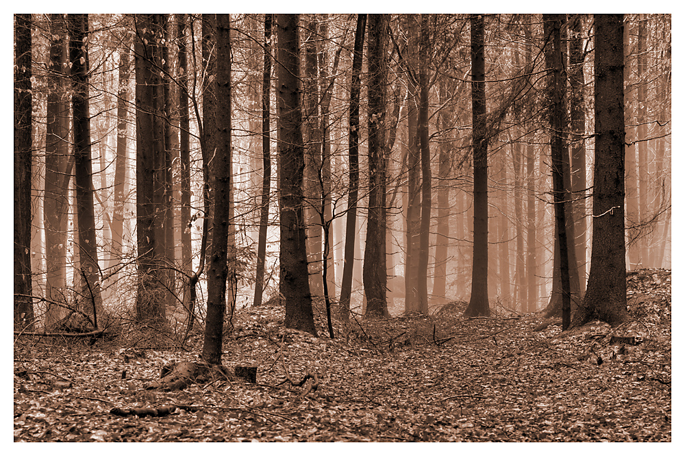 Wald bei Falkenstein