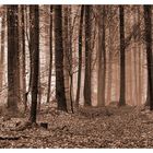 Wald bei Falkenstein