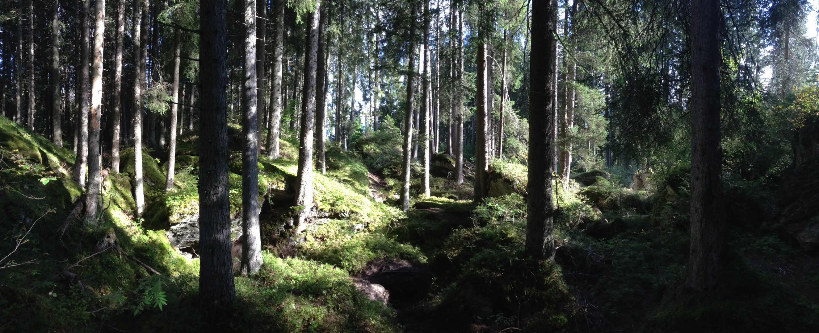 Wald bei Flims am Trutg dil flem